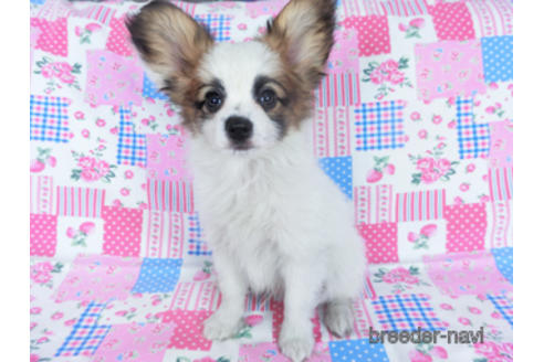 成約済の千葉県のパピヨン-159999の3枚目